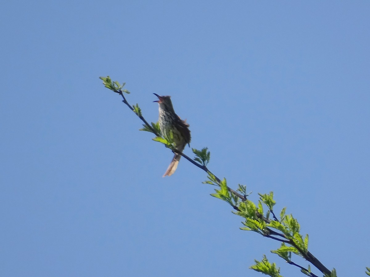 Brown Thrasher - ML237466051