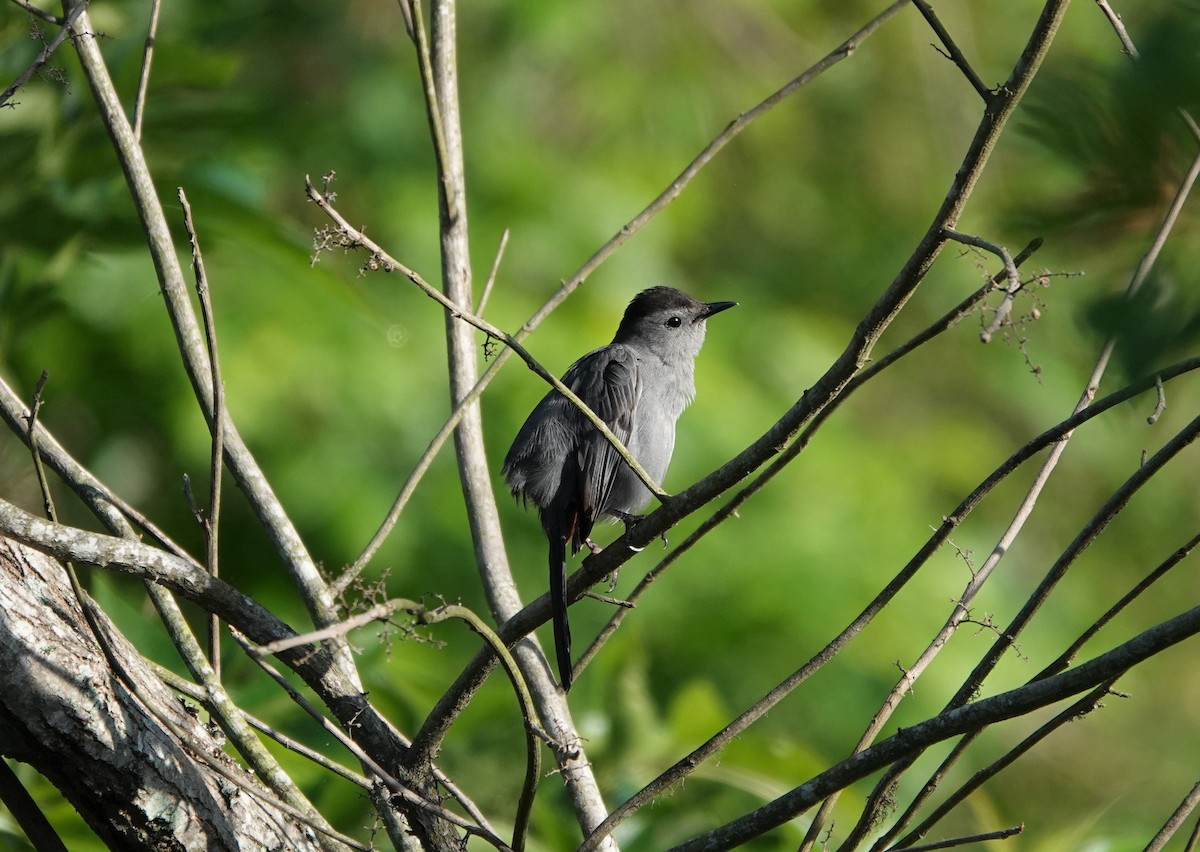 Gray Catbird - ML237466101
