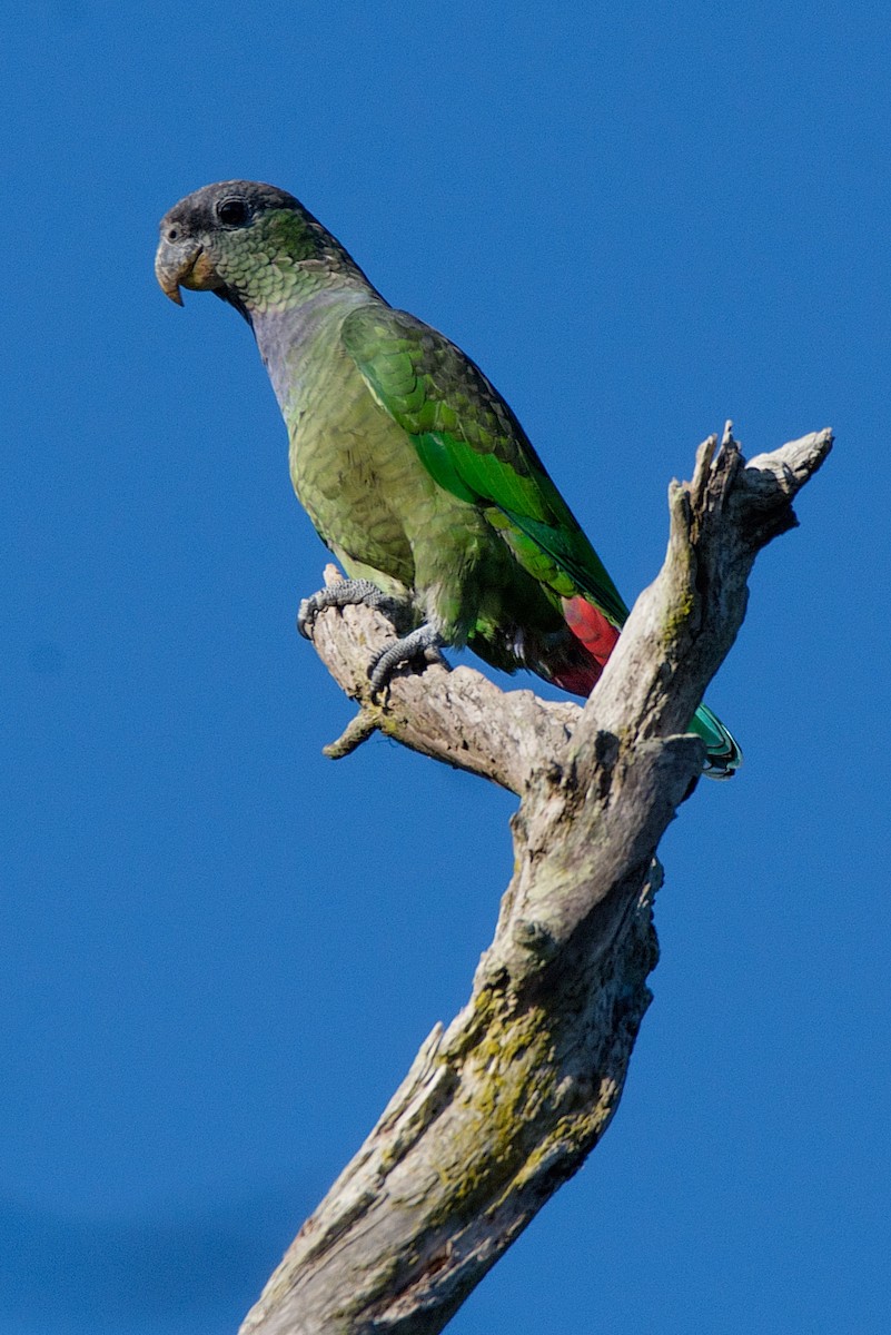 Scaly-headed Parrot - ML237466371