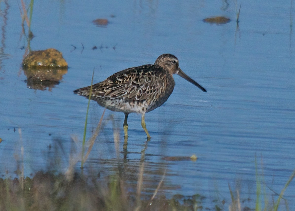 Short-billed Dowitcher (griseus) - ML237468061