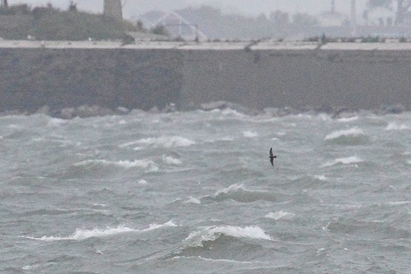 Uccello delle tempeste codaforcuta - ML237468081