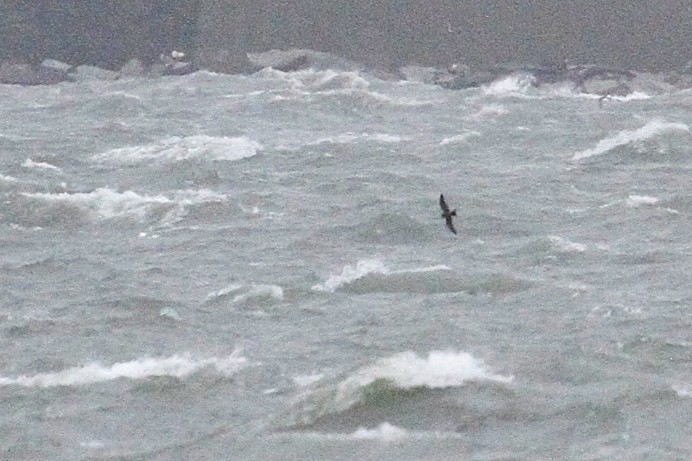 Uccello delle tempeste codaforcuta - ML237468181