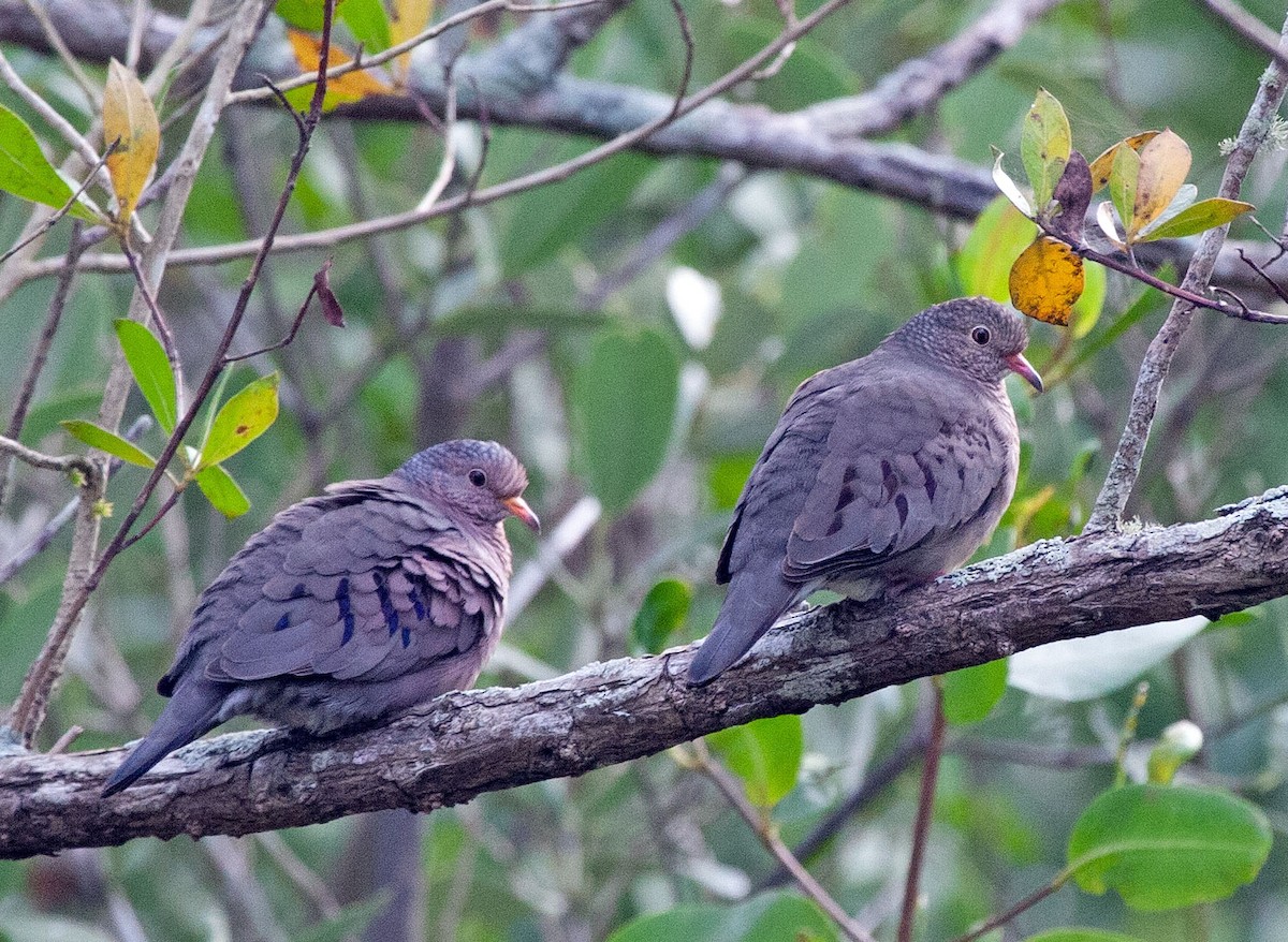 Common Ground Dove - ML237468411