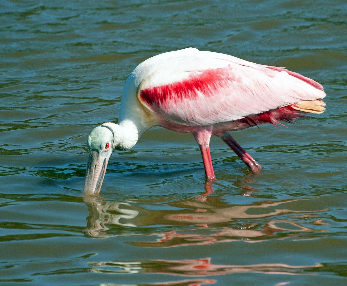 Roseate Spoonbill - ML237468441