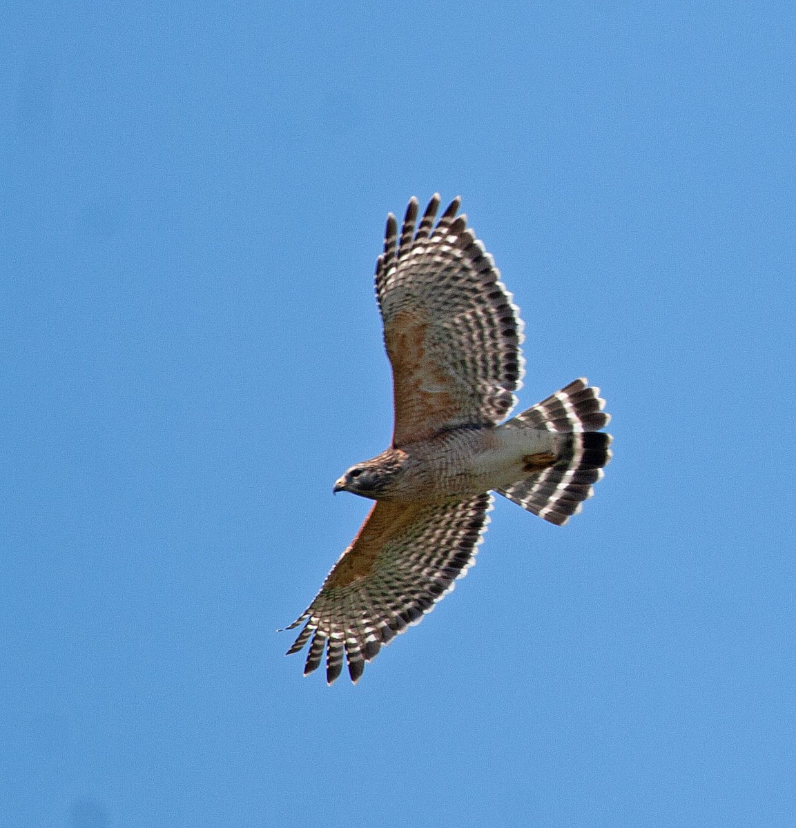 Red-shouldered Hawk - Scott Berglund