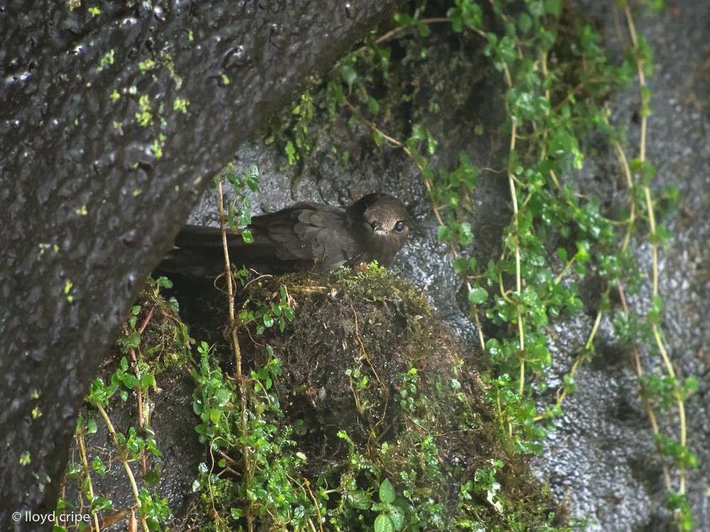 White-chinned Swift - ML237469971