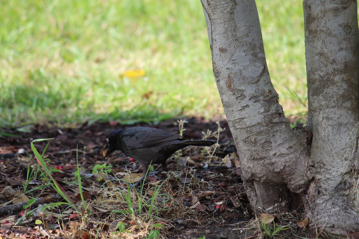 Common Grackle - ML237470321