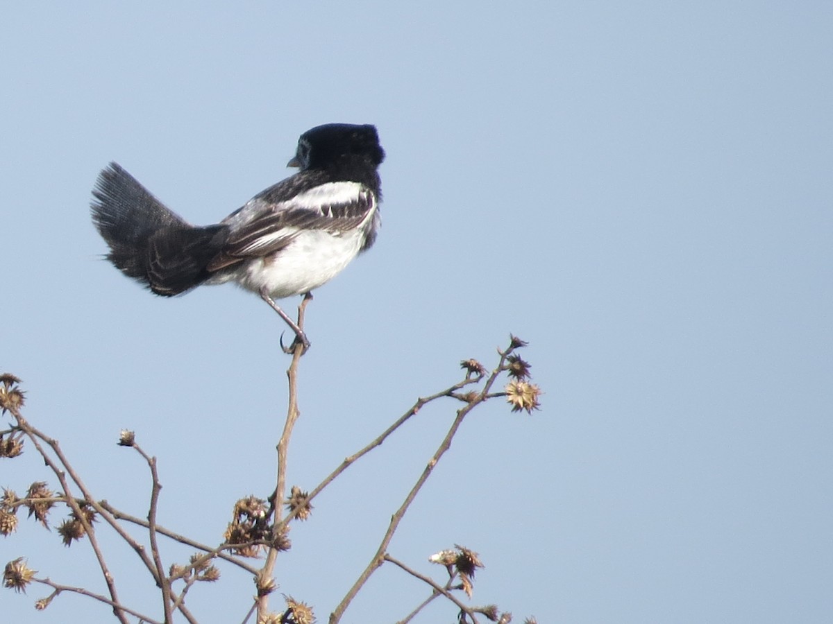 Cock-tailed Tyrant - ML237471041