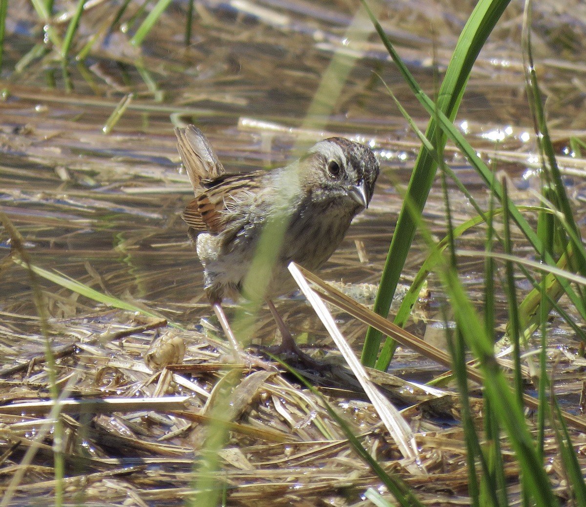 Swamp Sparrow - ML237472641