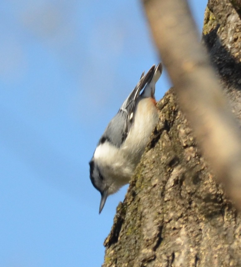 White-breasted Nuthatch - ML23747431