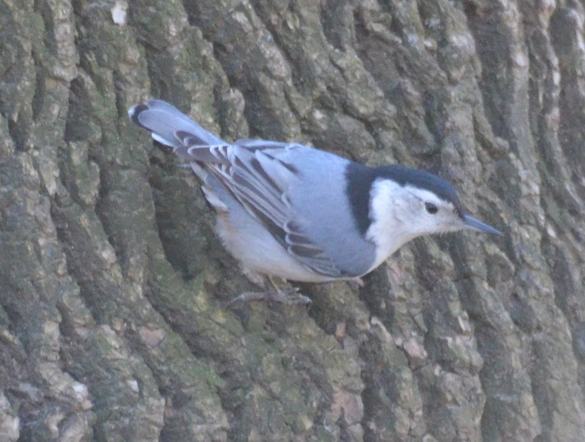 White-breasted Nuthatch - ML23747441