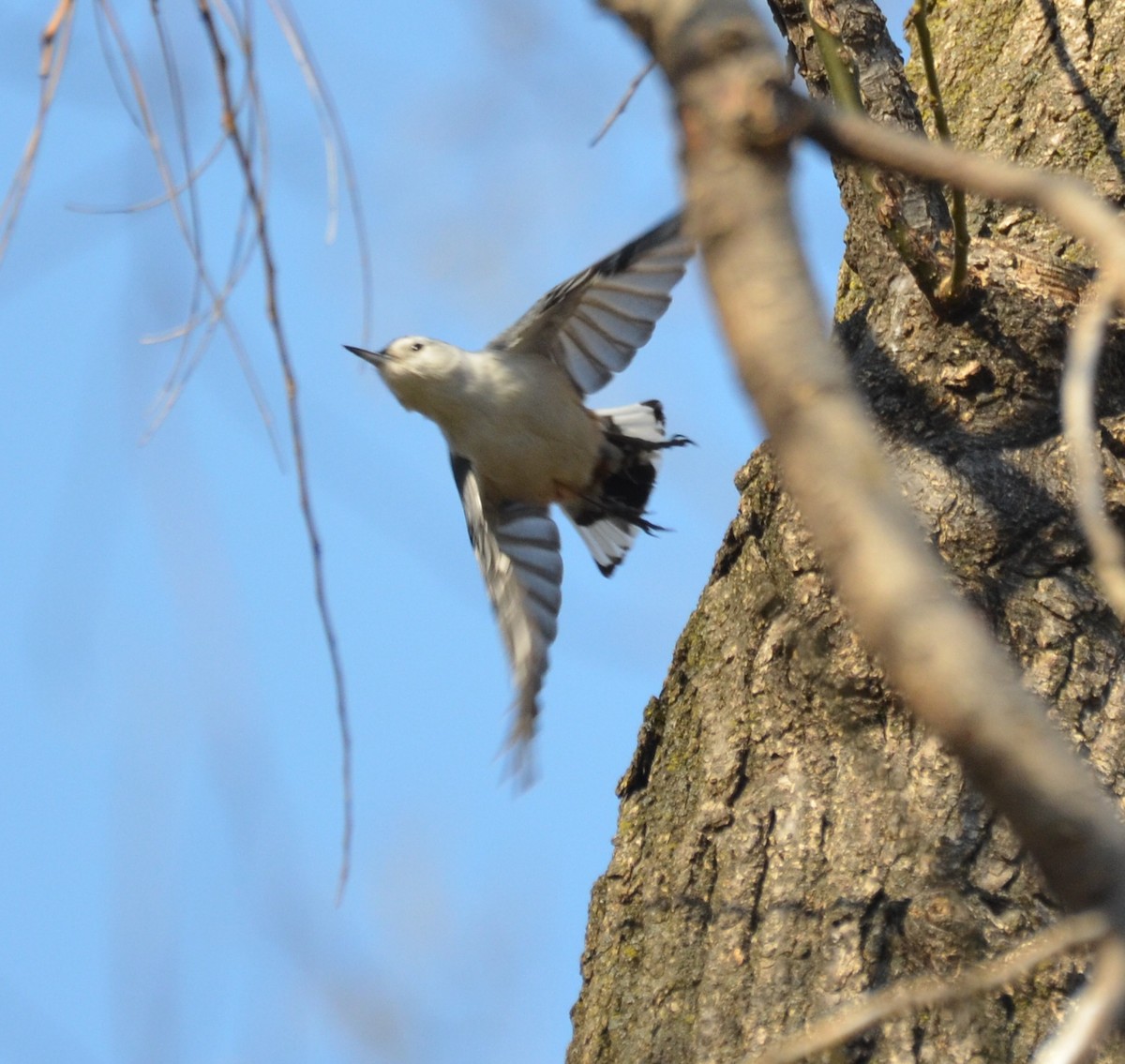 White-breasted Nuthatch - ML23747451