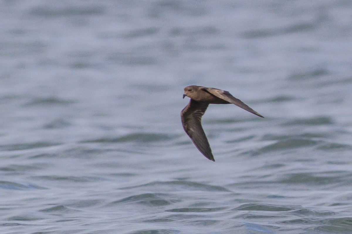 Least Storm-Petrel - ML23747481