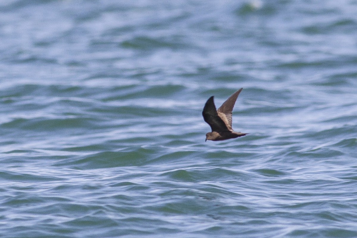 Least Storm-Petrel - Jacob Drucker