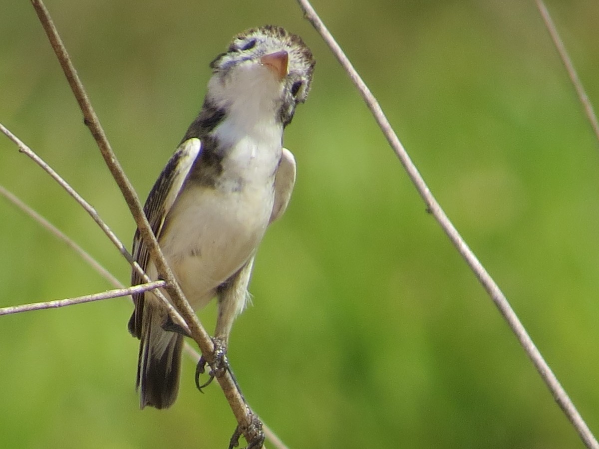 Cock-tailed Tyrant - ML237475071