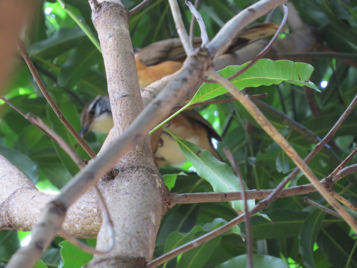 Greater Necklaced Laughingthrush - ML23747591