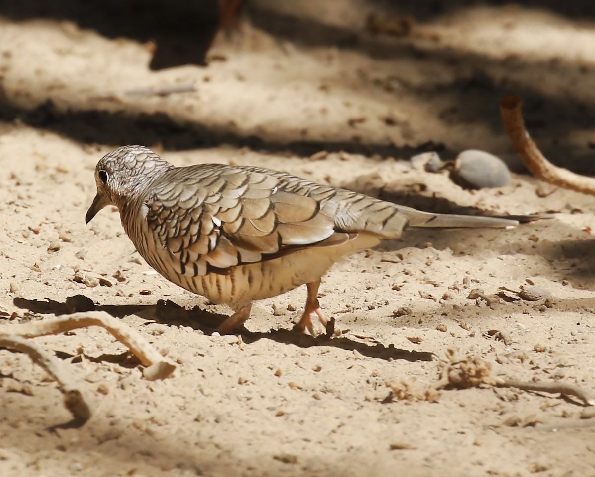 Scaled Dove - ML237475941