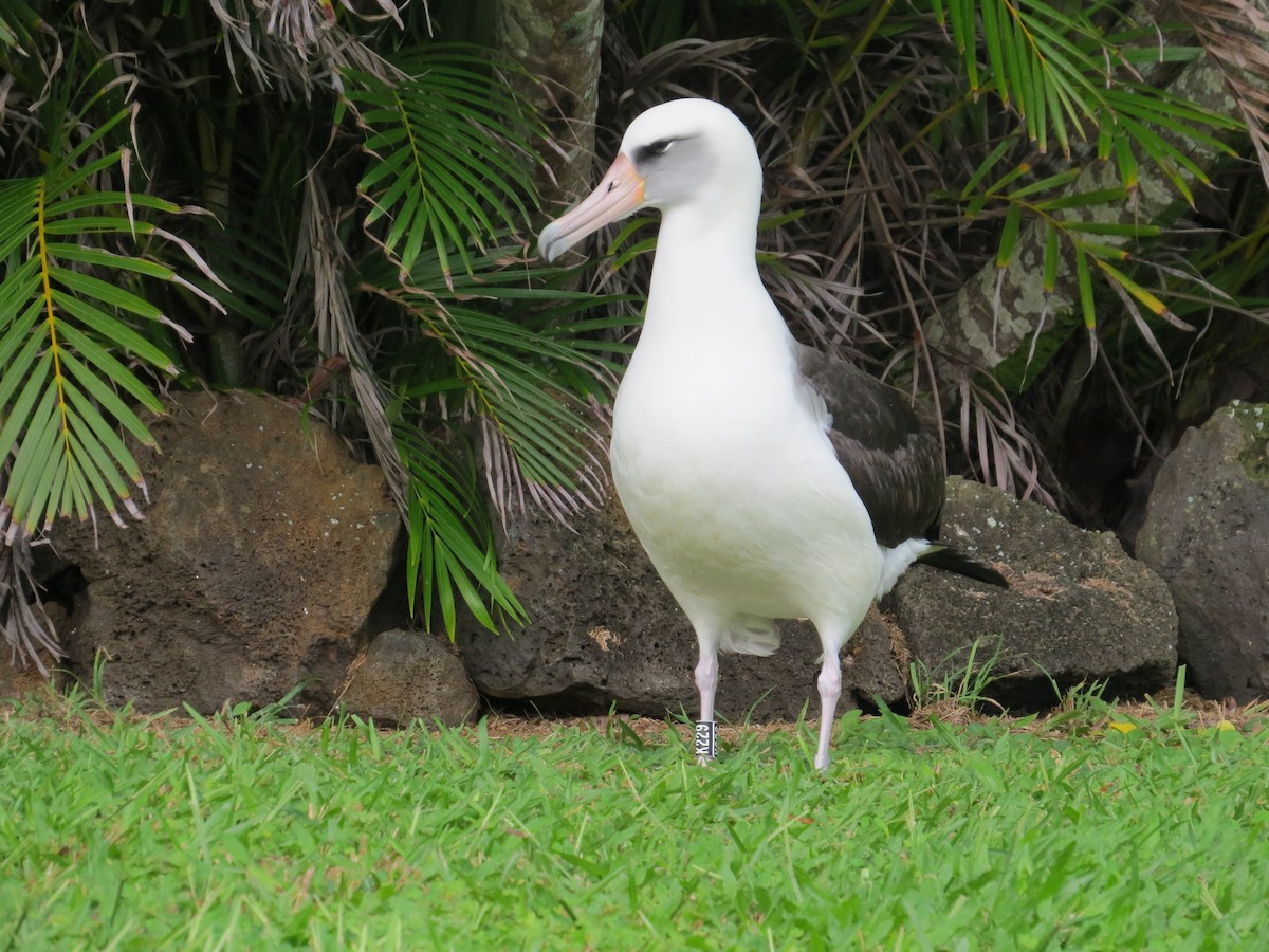 albatros laysanský - ML23747701