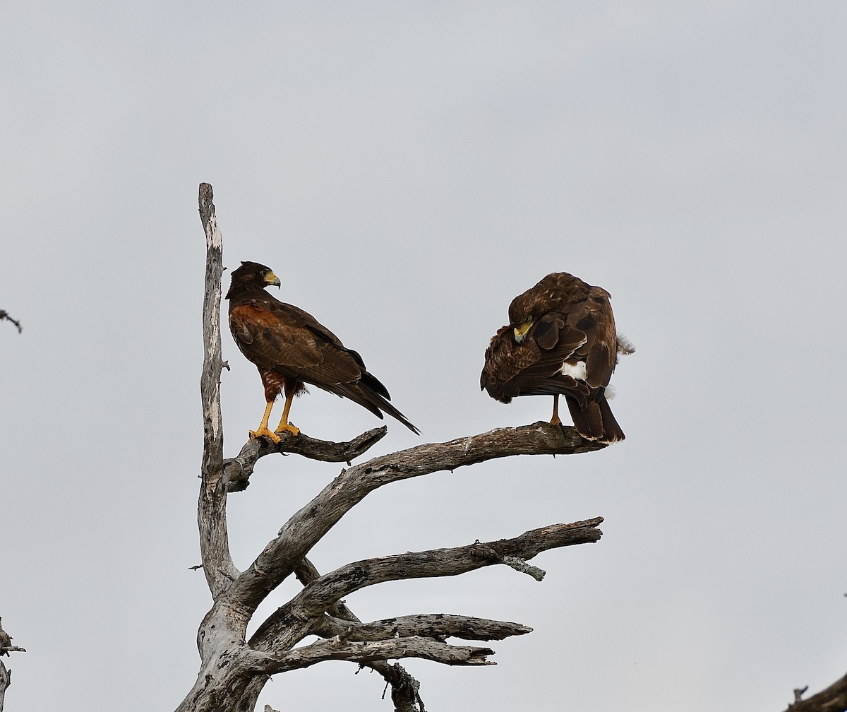 Harris's Hawk - Charlie Plimpton