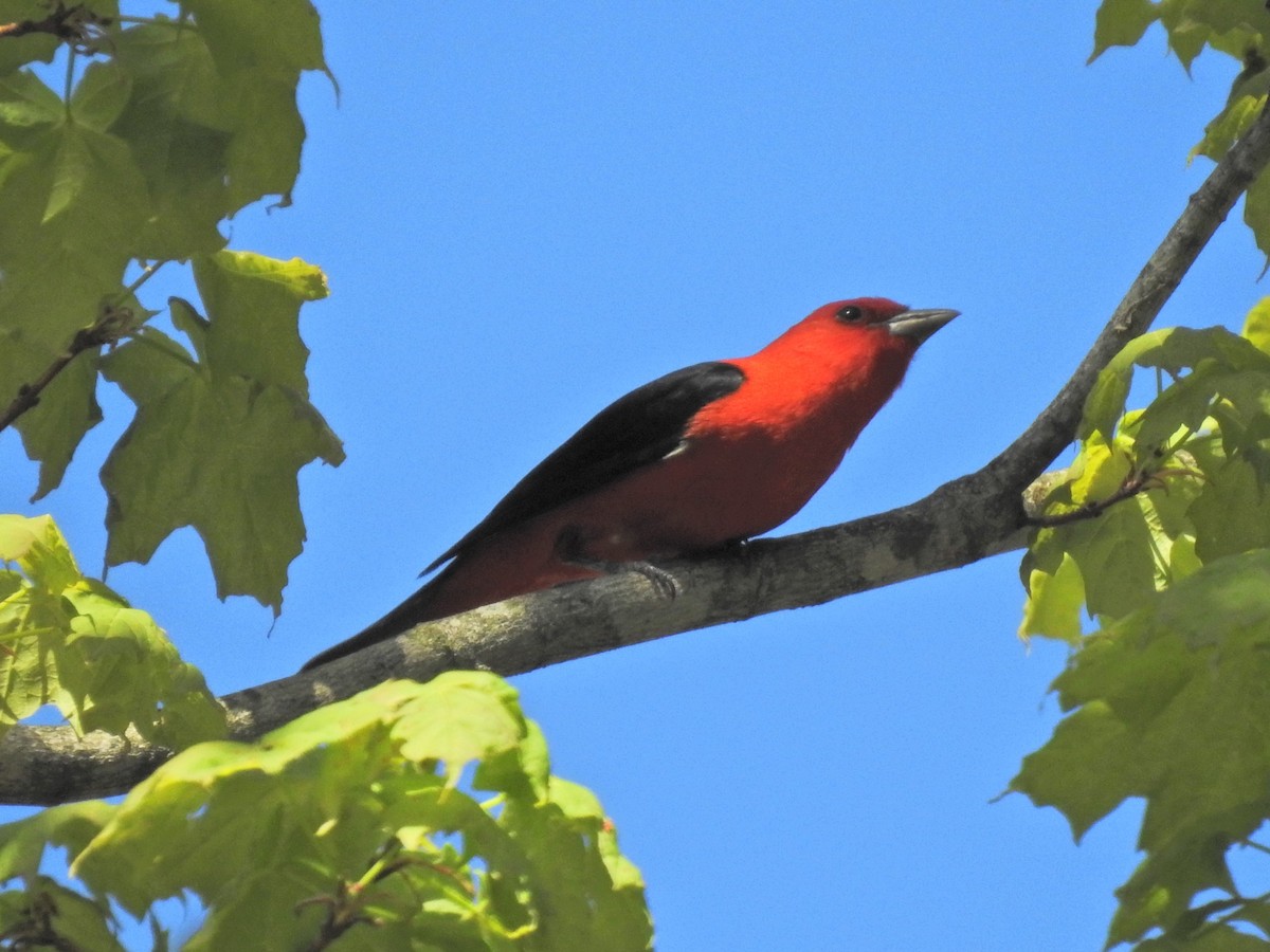 Scarlet Tanager - ML237477601