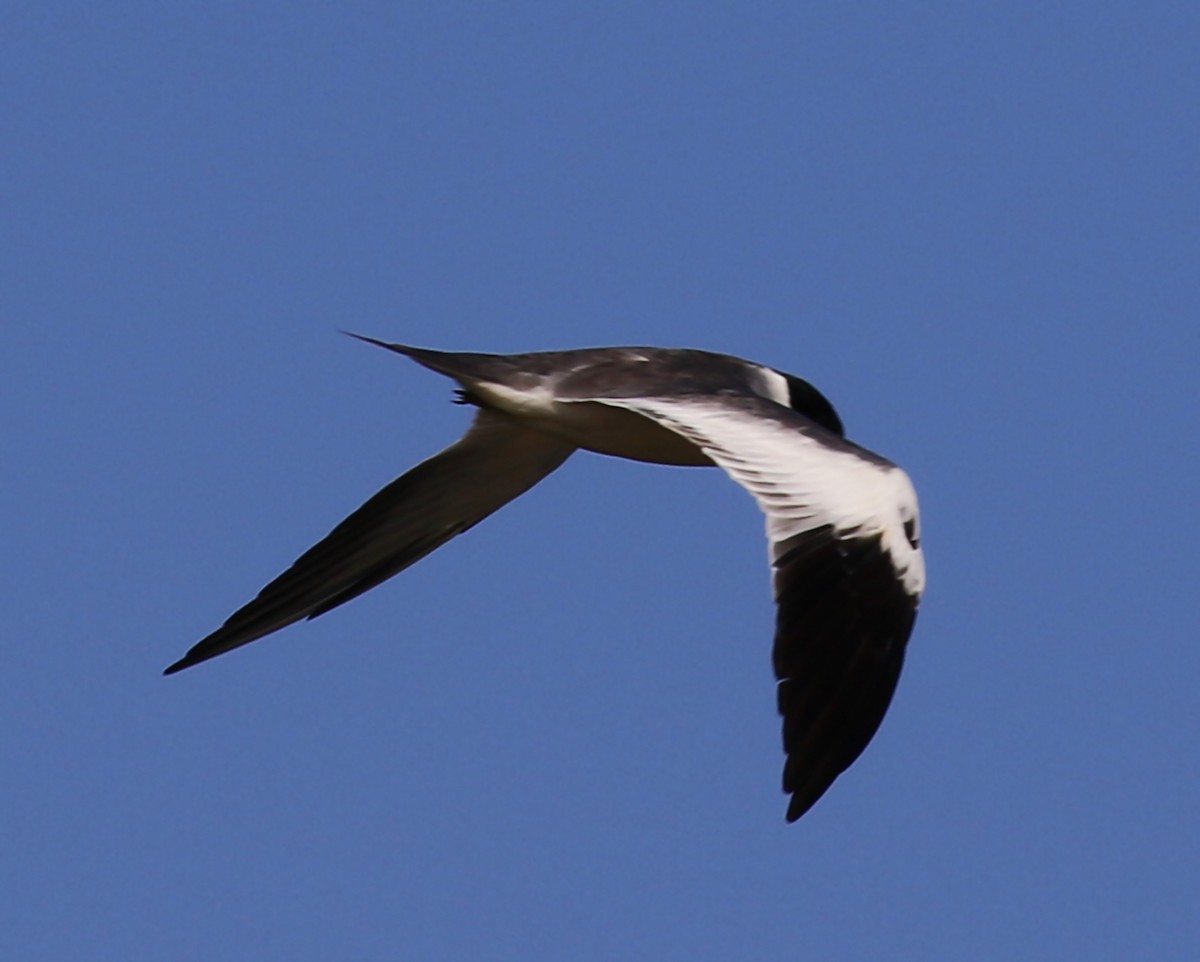 Large-billed Tern - ML237478331