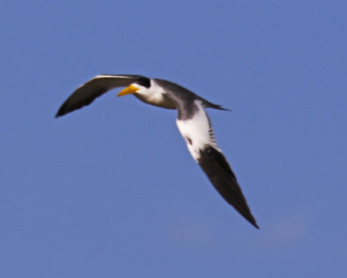 Large-billed Tern - ML237478411