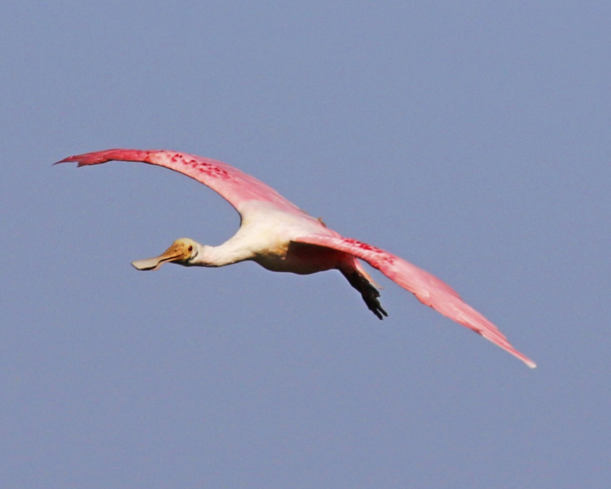 Roseate Spoonbill - ML237479021