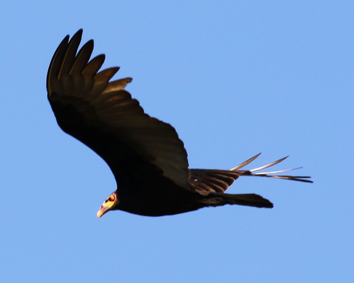 Lesser Yellow-headed Vulture - ML237479291