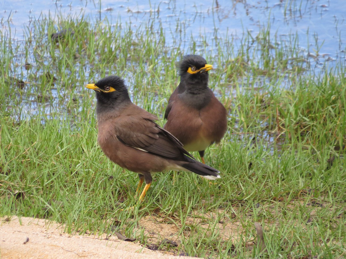 Common Myna - ML23748001