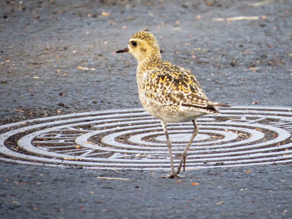 Pacific Golden-Plover - ML23748081