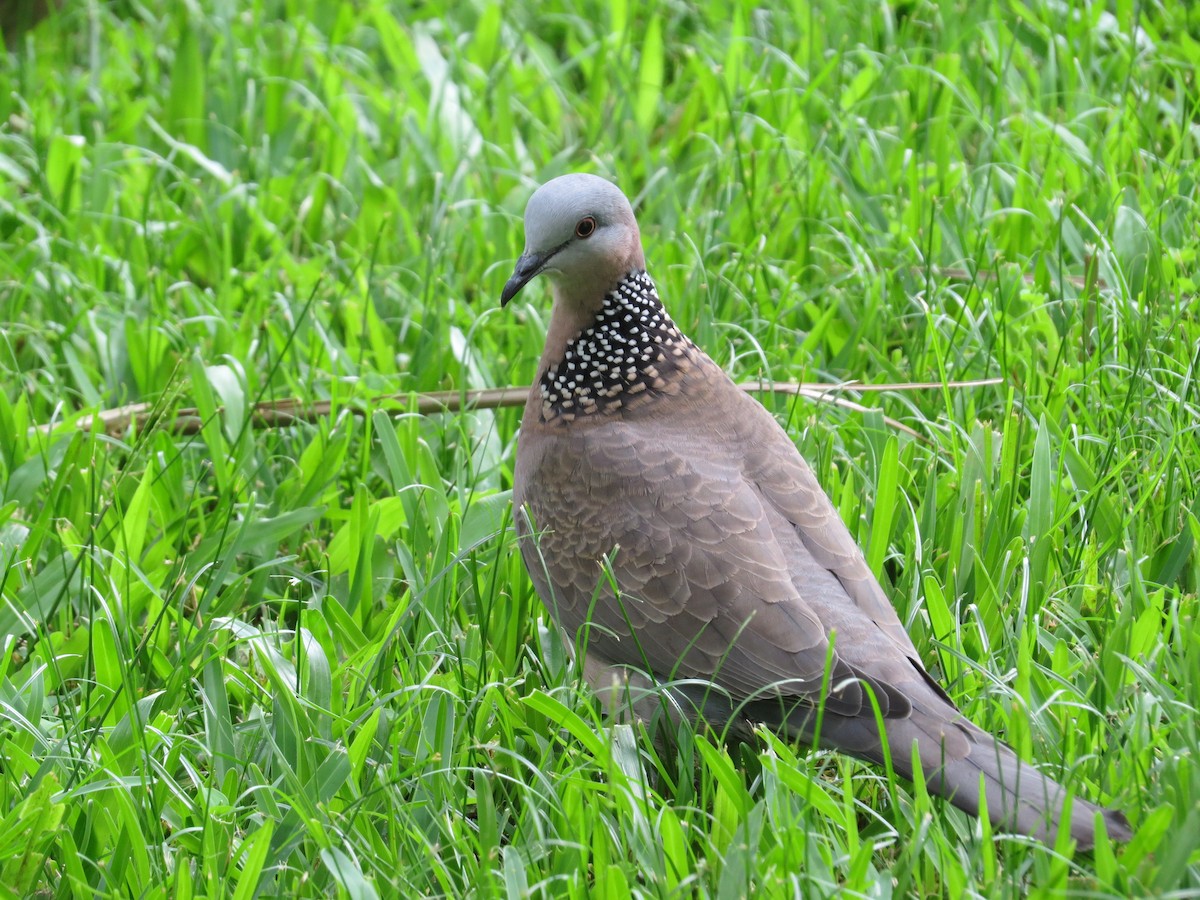 珠頸斑鳩 - ML23748161