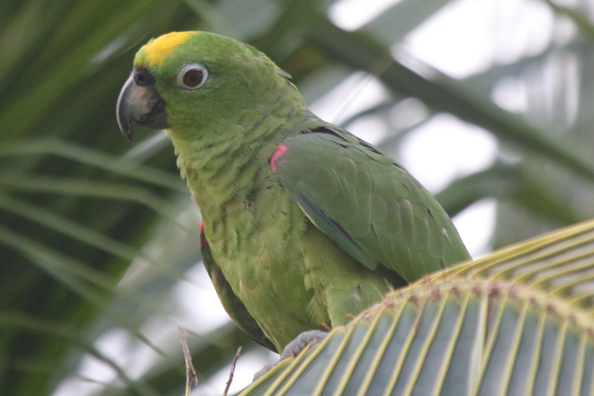 Yellow-crowned Amazon - ML237481761