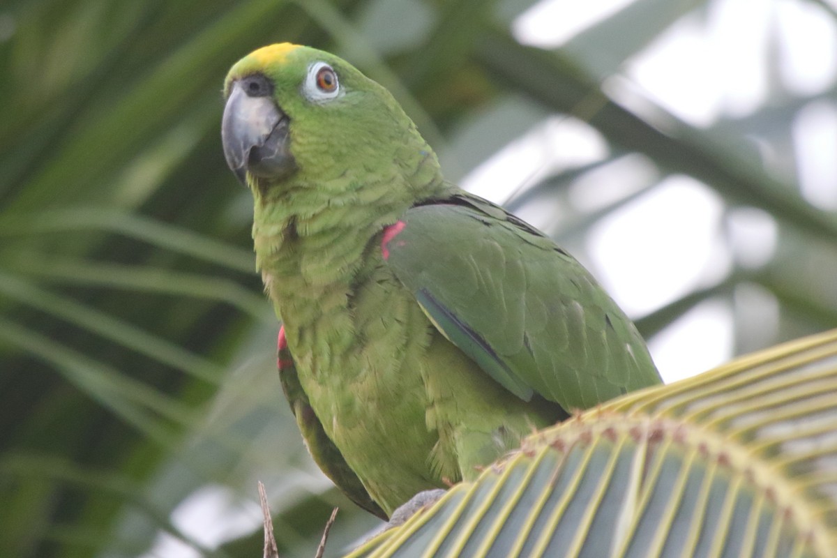 Yellow-crowned Amazon - ML237481781