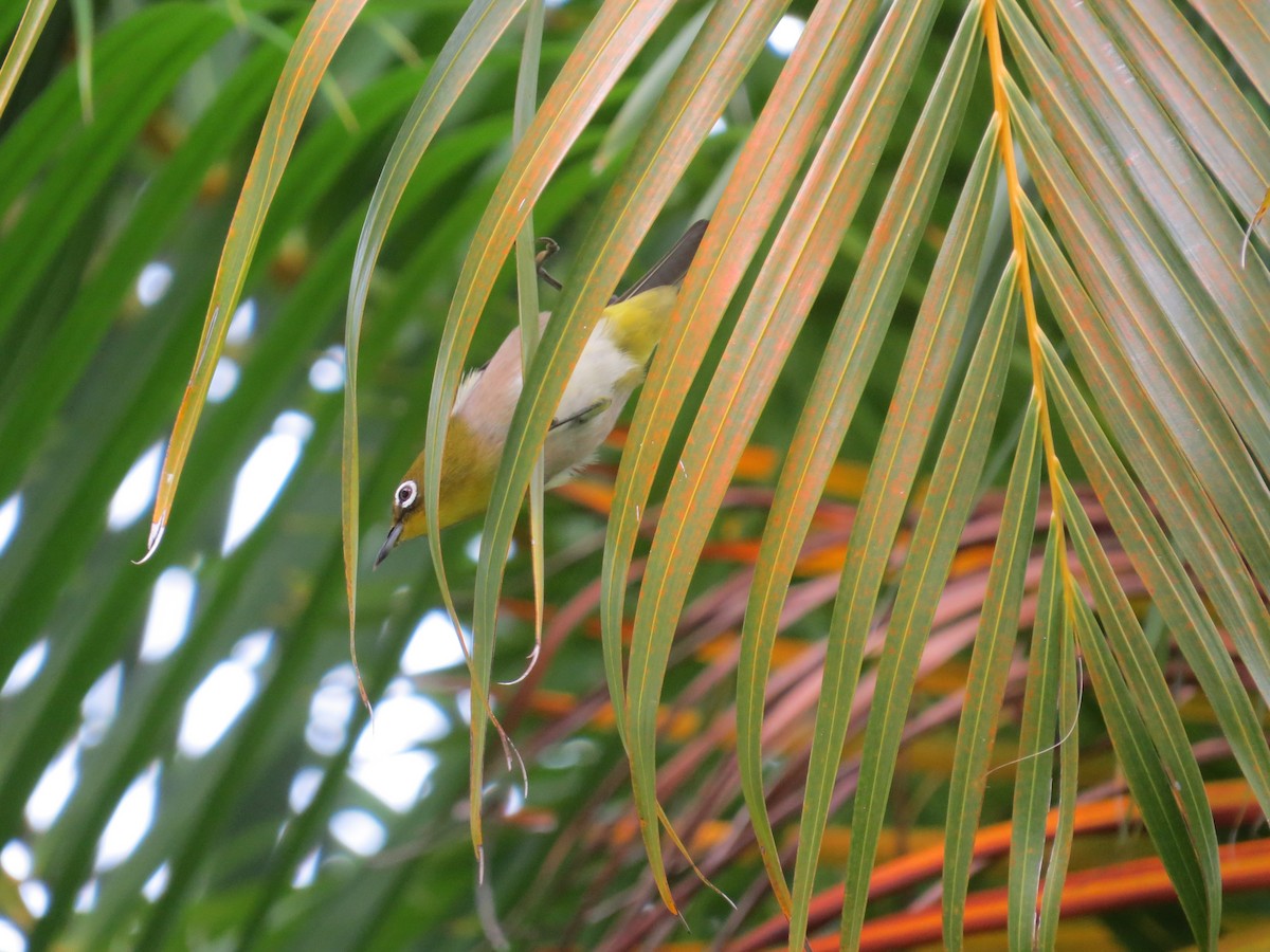 Warbling White-eye - ML23748231