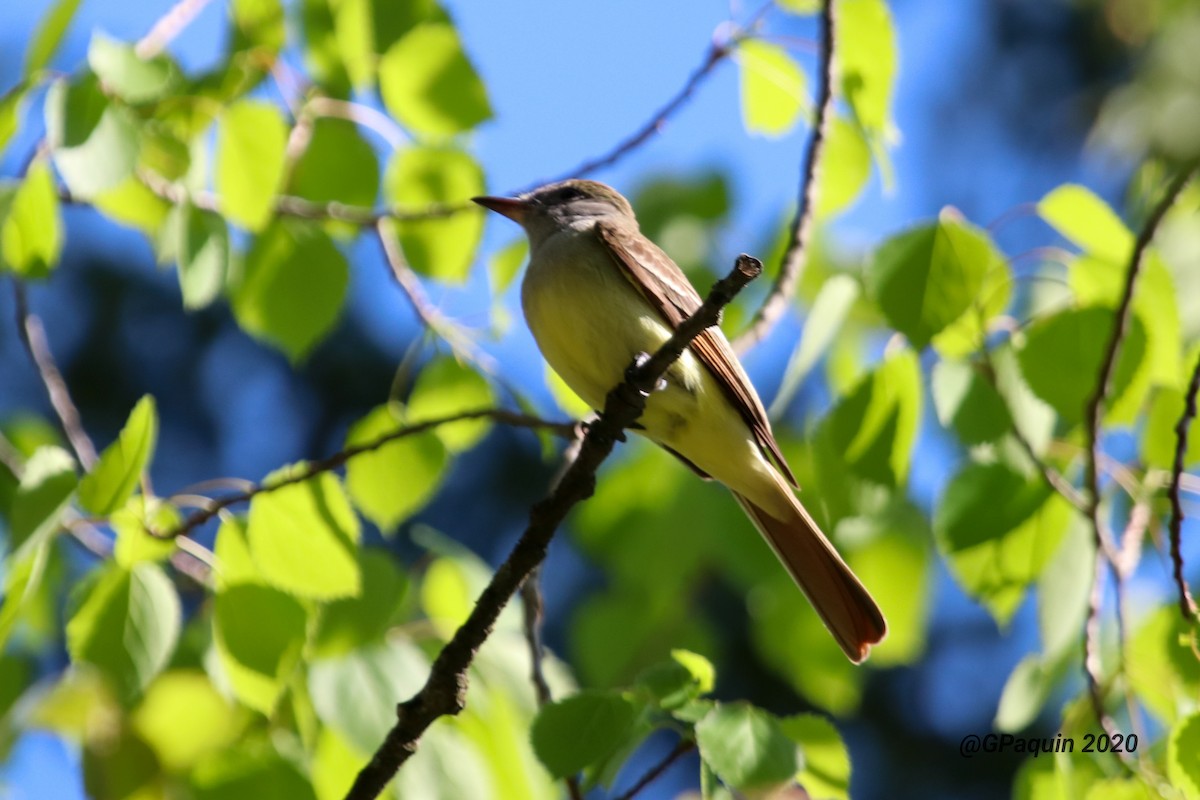 Great Crested Flycatcher - ML237482441