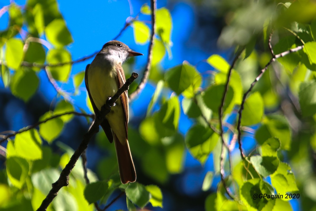 Great Crested Flycatcher - ML237482451