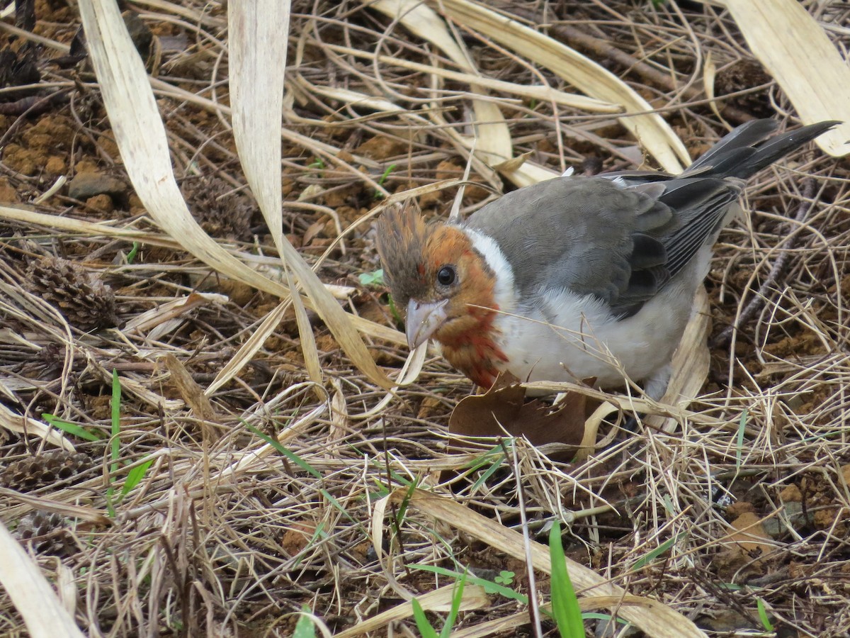 Red-crested Cardinal - ML23748261