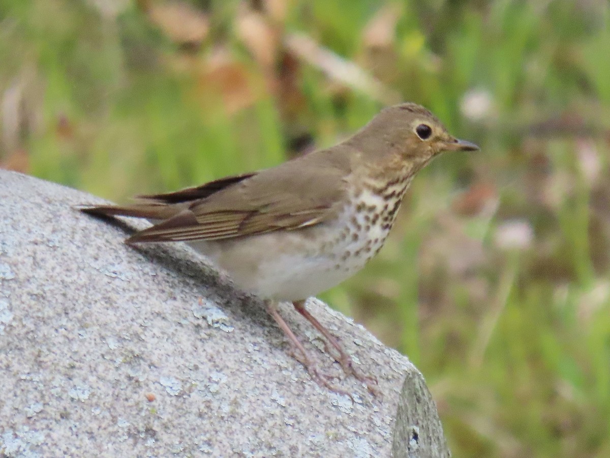 Swainson's Thrush - ML237482881