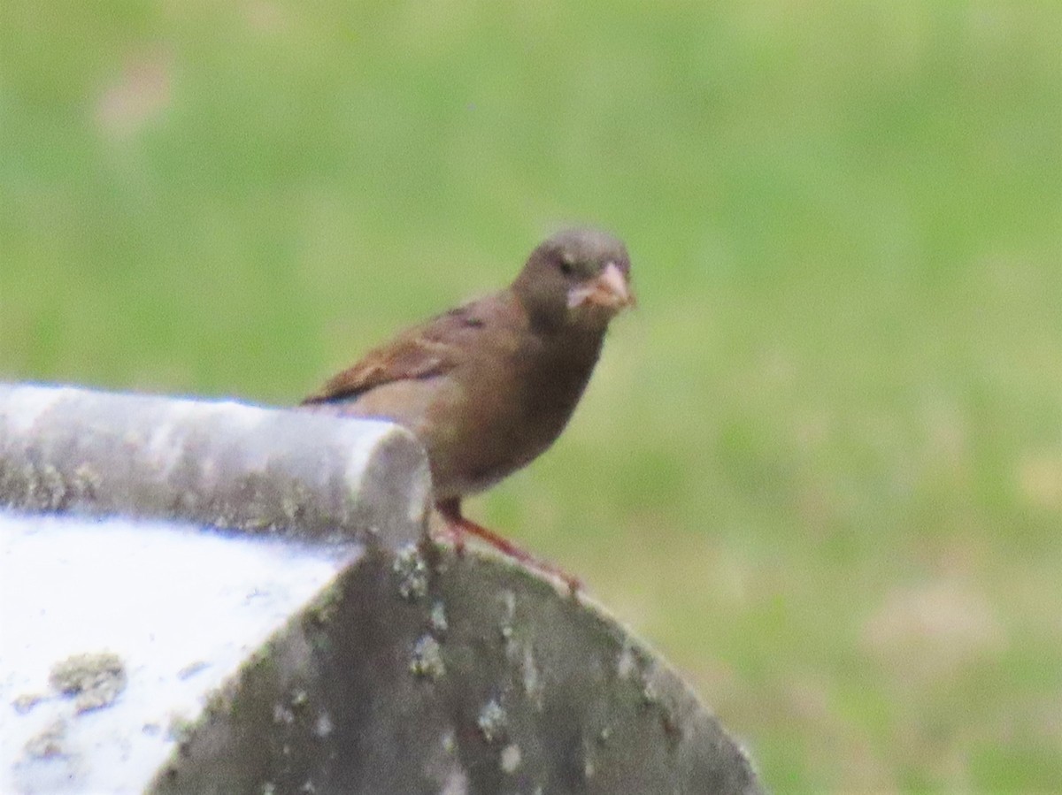 House Sparrow - ML237483121