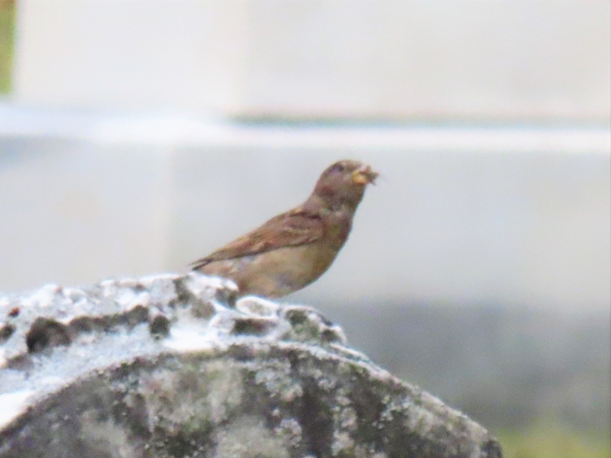 House Sparrow - ML237483131