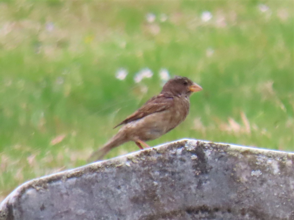 House Sparrow - ML237483141