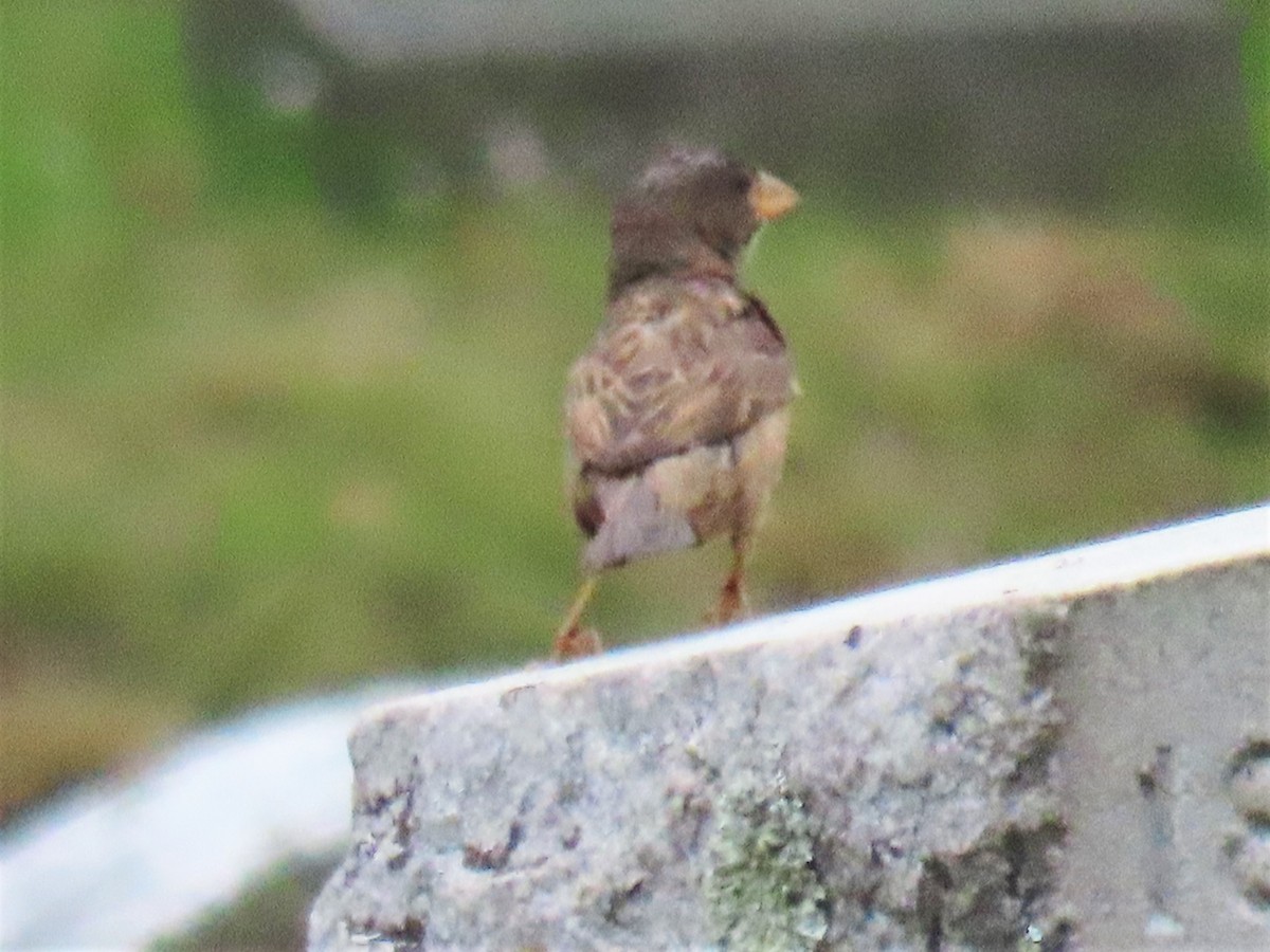 House Sparrow - ML237483161