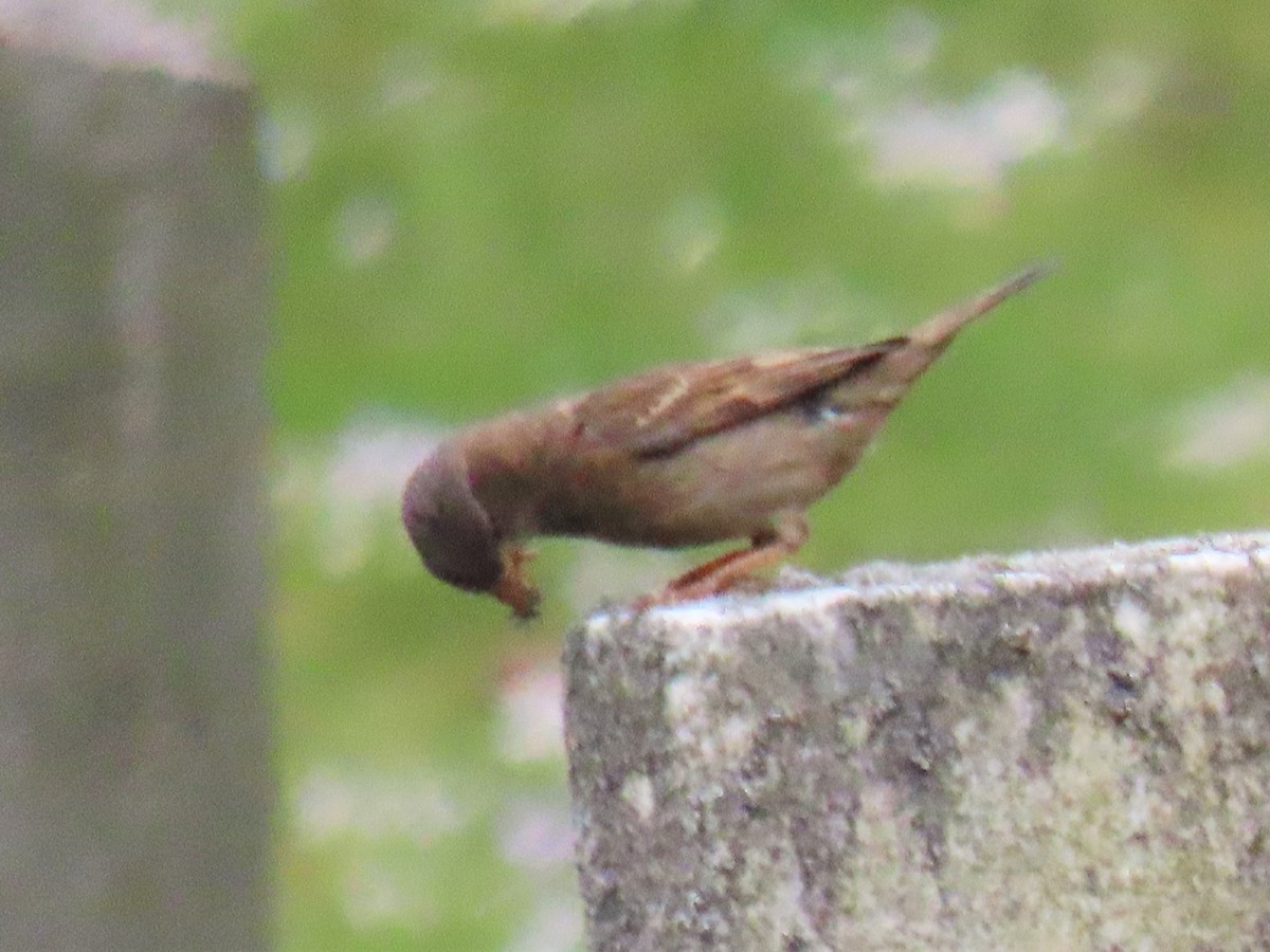House Sparrow - ML237483171