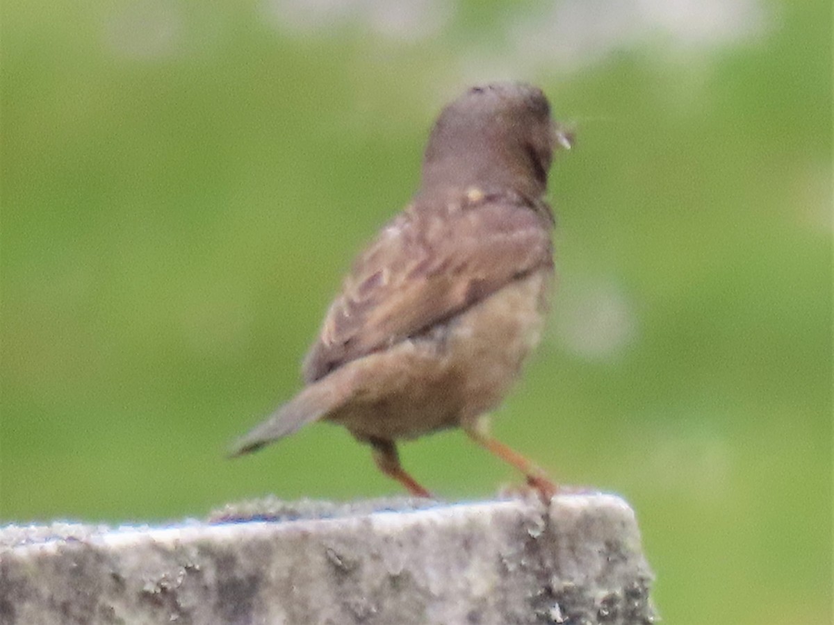 House Sparrow - ML237483201