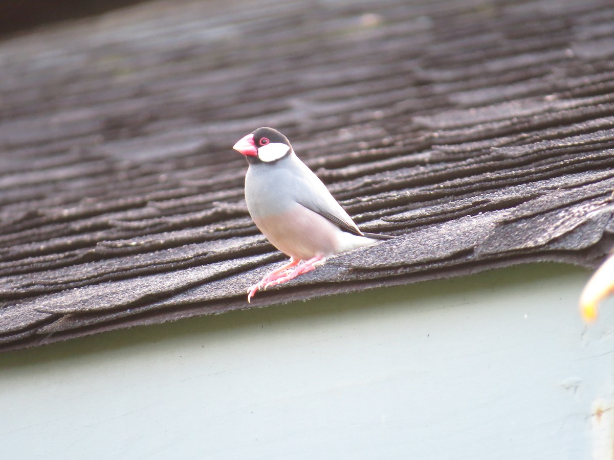 Java Sparrow - Holly Cox