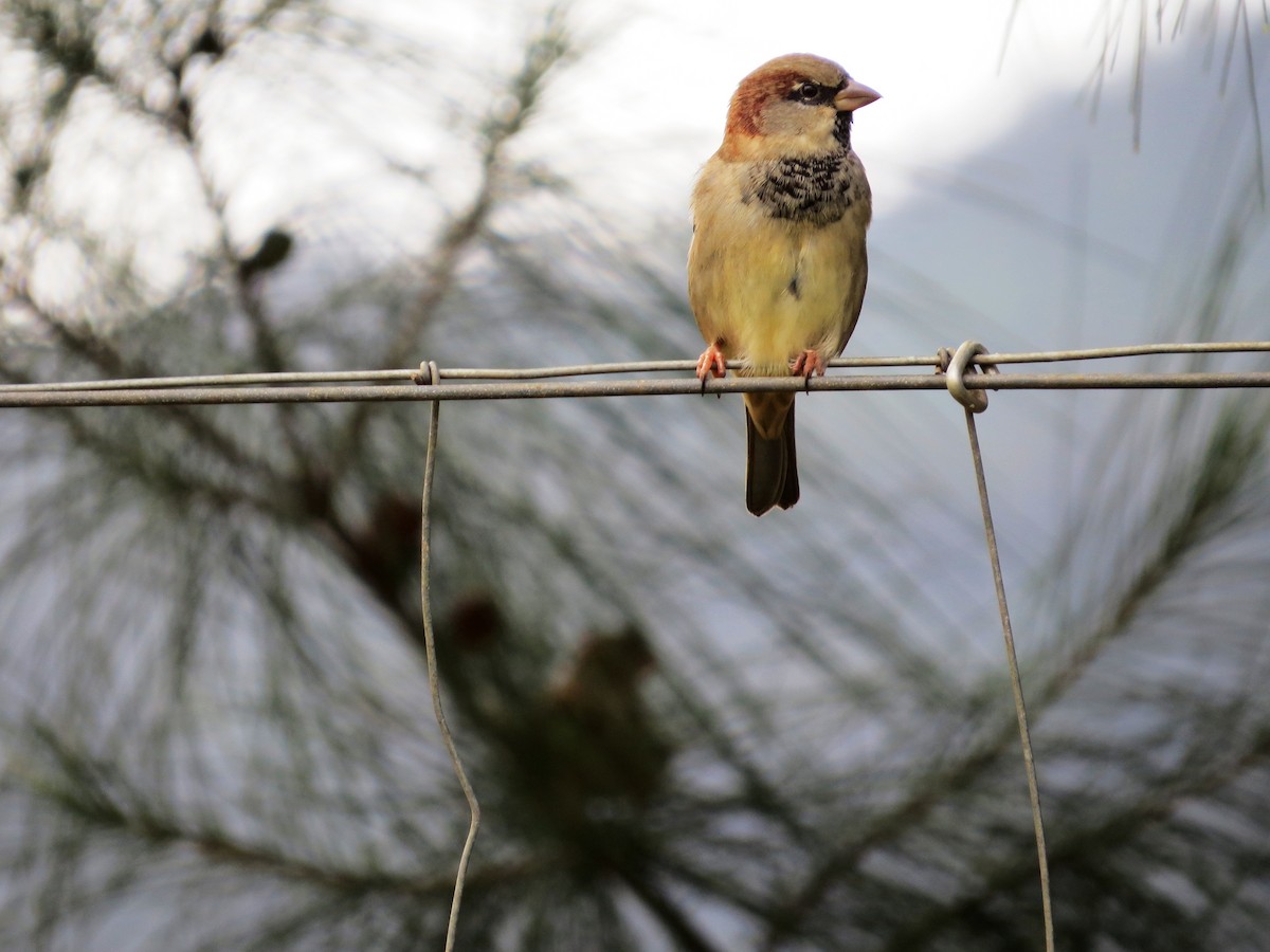 Moineau domestique - ML23748481