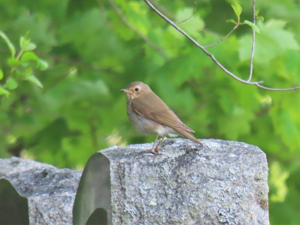 Swainson's Thrush - ML237485861