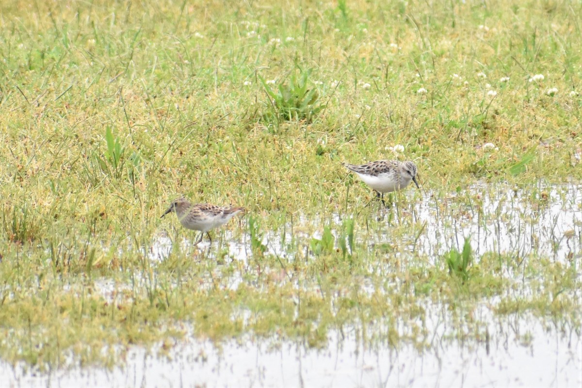 Semipalmated Sandpiper - ML237486011