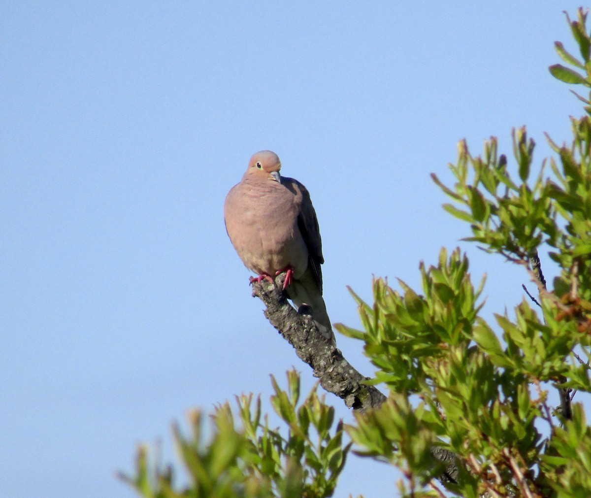 Mourning Dove - ML237486061