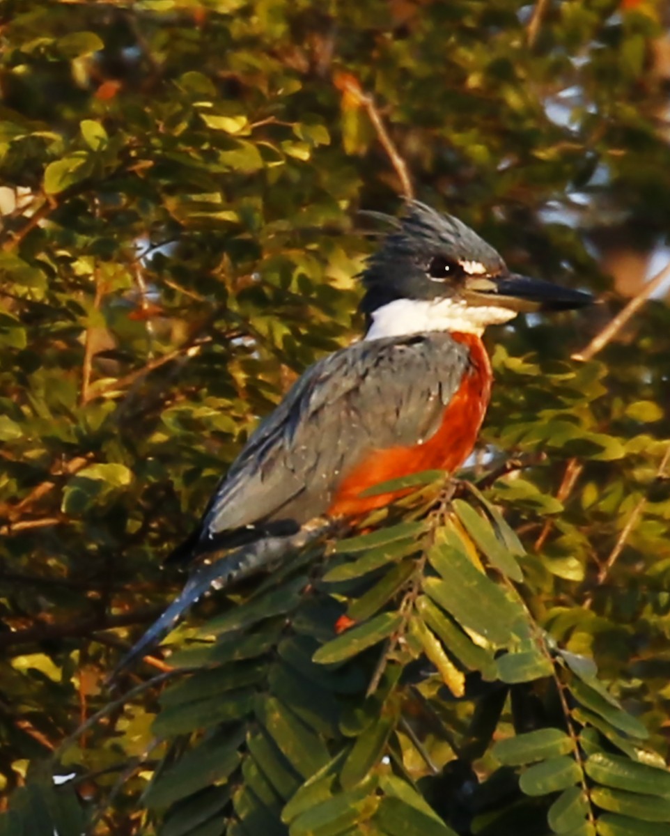 Ringed Kingfisher - ML237486411